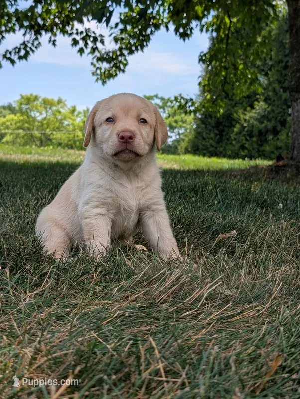 Yellow female – Labrador Retriever puppy for sale in Clear Spring, MD