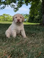Yellow female, a female Labrador Retriever for sale in Clear Spring, MD – 1 of 6
