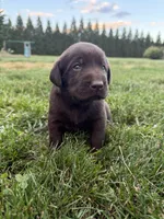 Chocolate male, a male Labrador Retriever for sale in Clear Spring, MD – 3 of 3