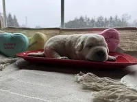 Yellow female, a female Labrador Retriever for sale in Clear Spring, MD – Photo 2 of 7