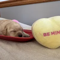 Yellow female, a female Labrador Retriever for sale in Clear Spring, MD – Photo 2 of 7