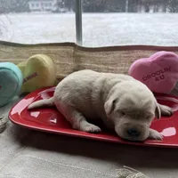 Yellow female, a female Labrador Retriever for sale in Clear Spring, MD – Photo 7 of 7