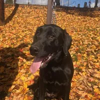 Yellow female, a female Labrador Retriever for sale in Clear Spring, MD – Photo 6 of 7