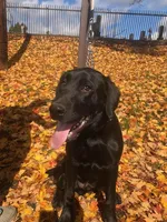 Misty and Nash, a  Labrador Retriever for sale in Clear Spring, MD – Photo 3 of 4