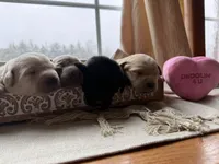 Yellow female, a female Labrador Retriever for sale in Clear Spring, MD – Photo 5 of 7