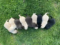 Misty and Nash, a  Labrador Retriever for sale in Clear Spring, MD – Photo 1 of 4