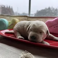 Yellow female, a female Labrador Retriever for sale in Clear Spring, MD – Photo 5 of 7