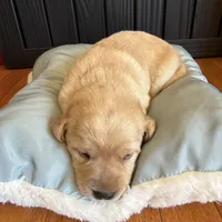 Yellow female, a female Labrador Retriever for sale in Clear Spring, MD – Photo 3 of 7