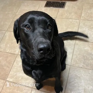 Misty and Nash, a  Labrador Retriever for sale in Clear Spring, MD – Photo 4 of 4