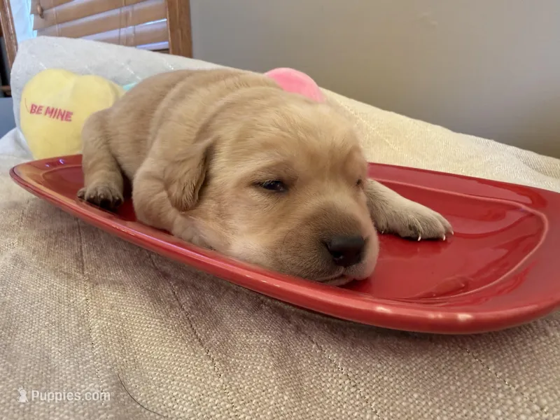 Yellow female – Labrador Retriever puppy on hold in Clear Spring, MD