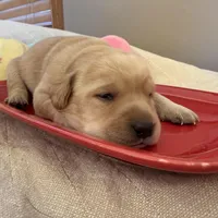 Yellow female, a female Labrador Retriever for sale in Clear Spring, MD – Photo 1 of 7