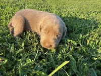 silver female 2, a female Labrador Retriever for sale in Clear Spring, MD – Photo 6 of 6