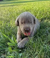 silver female 2, a female Labrador Retriever for sale in Clear Spring, MD – Photo 1 of 6