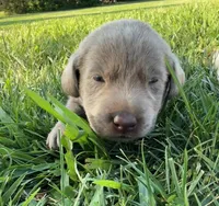 silver female 2, a female Labrador Retriever for sale in Clear Spring, MD – Photo 2 of 6