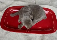 silver female 2, a female Labrador Retriever for sale in Clear Spring, MD – Photo 4 of 6