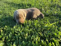 silver female 2, a female Labrador Retriever for sale in Clear Spring, MD – Photo 5 of 6
