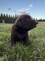 Chocolate male, a male Labrador Retriever for sale in Clear Spring, MD – 2 of 3
