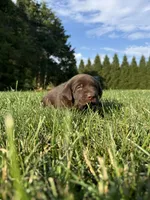 Chocolate male, a male Labrador Retriever for sale in Clear Spring, MD – 4 of 9