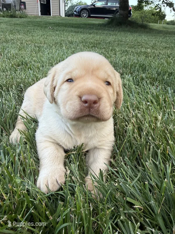Yellow female – Labrador Retriever puppy for sale in Clear Spring, MD