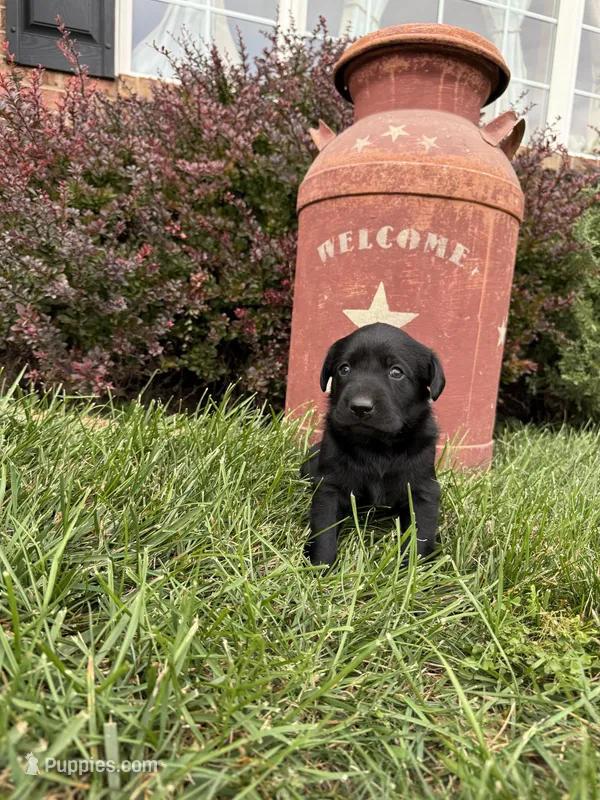 black female – Labrador Retriever puppy for sale in Clear Spring, MD
