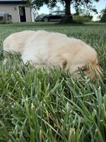 Yellow female, a female Labrador Retriever for sale in Clear Spring, MD – 3 of 3