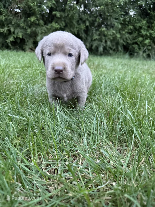 Silver male 2 – Labrador Retriever puppy for sale in Clear Spring, MD