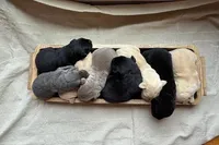 yellow female red collar, a female Labrador Retriever for sale in Clear Spring, MD – Photo 3 of 6