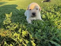 yellow female red collar, a female Labrador Retriever for sale in Clear Spring, MD – Photo 5 of 6