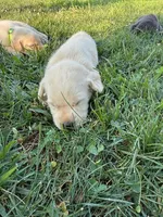 yellow female red collar, a female Labrador Retriever for sale in Clear Spring, MD – Photo 2 of 6