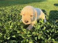 yellow female red collar, a female Labrador Retriever for sale in Clear Spring, MD – Photo 6 of 6