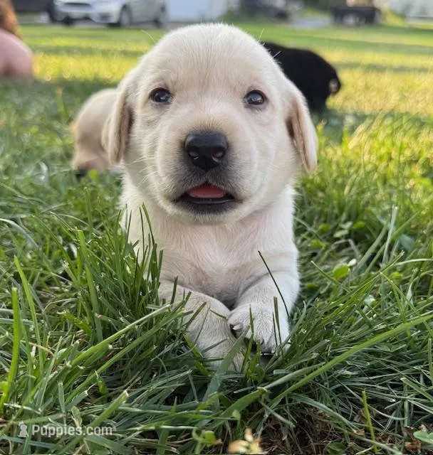 yellow female red collar