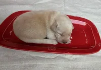 yellow female red collar, a female Labrador Retriever for sale in Clear Spring, MD – Photo 4 of 6