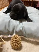 Black male 1, a male Labrador Retriever for sale in Clear Spring, MD – 2 of 4