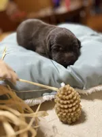 chocolate female, a female Labrador Retriever for sale in Clear Spring, MD – 4 of 4
