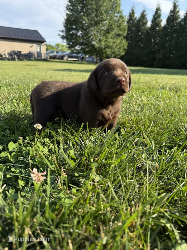Chocolate male – Labrador Retriever puppy for sale in Clear Spring, MD