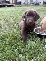 Chocolate male, a male Labrador Retriever for sale in Clear Spring, MD – 9 of 9
