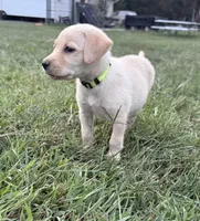 yellow female green collar, a female Labrador Retriever for sale in Clear Spring, MD – Photo 5 of 8