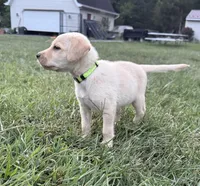 yellow female green collar, a female Labrador Retriever for sale in Clear Spring, MD – Photo 4 of 8
