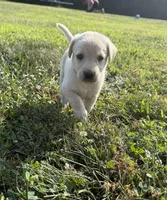 yellow female green collar, a female Labrador Retriever for sale in Clear Spring, MD – Photo 6 of 8