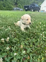 yellow female green collar, a female Labrador Retriever for sale in Clear Spring, MD – Photo 7 of 8