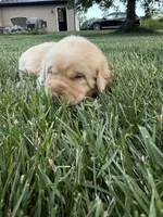 Yellow female, a female Labrador Retriever for sale in Clear Spring, MD – 2 of 3