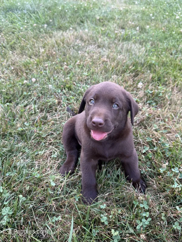 Chocolate male – Labrador Retriever puppy for sale in Clear Spring, MD