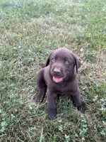 Chocolate male, a male Labrador Retriever for sale in Clear Spring, MD – 3 of 9