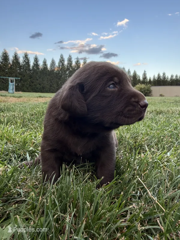 Chocolate male – Labrador Retriever puppy for sale in Clear Spring, MD