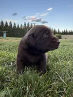 Chocolate male, a male Labrador Retriever for sale in Clear Spring, MD – 1 of 3