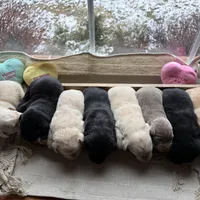 Yellow male 3, a male Labrador Retriever for sale in Clear Spring, MD – Photo 4 of 4