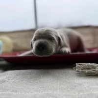 Yellow male 3, a male Labrador Retriever for sale in Clear Spring, MD – Photo 1 of 4