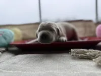 Yellow male 3, a male Labrador Retriever for sale in Clear Spring, MD – Photo 1 of 4