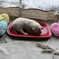 Yellow male 3, a male Labrador Retriever for sale in Clear Spring, MD – Photo 3 of 4