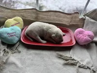 Yellow male 3, a male Labrador Retriever for sale in Clear Spring, MD – Photo 3 of 4